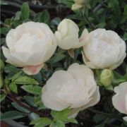  Rosa Snövit™ cserepes rózsa