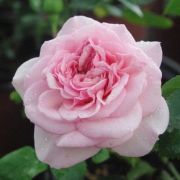  Rosa Diadal cserepes rzsa