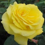  Rosa Golden Delight cserepes rzsa