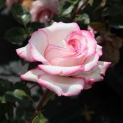  Rosa Hndel cserepes rzsa