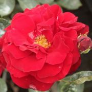  Rosa Lilli Marleen® cserepes rózsa