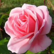  Rosa Milrose cserepes rzsa