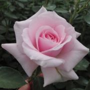  Rosa Felberg's Rosa Druschki cserepes rózsa (azonnal szállítható)
