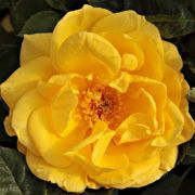  Rosa Goldbeet cserepes rzsa