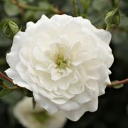  Rosa Alba Meillandina® cserepes rózsa (azonnal szállítható)
