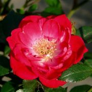  Rosa Fairy Rouge cserepes rzsa