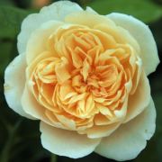  Rosa Jayne Austin cserepes rózsa