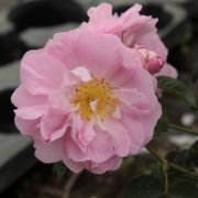  Rosa Celsiana cserepes rózsa