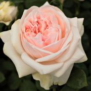  Rosa Auslight cserepes rózsa