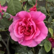  Rosa The Dark Lady cserepes rózsa