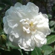  Rosa Ausram cserepes rózsa