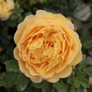  Rosa Ausgold cserepes rzsa