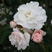  Rosa Smeg cserepes rzsa