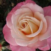  Rosa Cosmopolitan cserepes rzsa