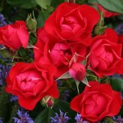  Rosa Black Forest Rose cserepes rzsa