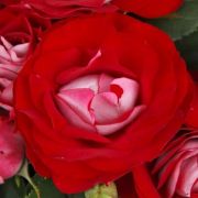  Rosa Rose Der Einheit cserepes rzsa