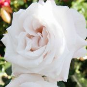  Rosa Royal Copenhagen cserepes rzsa