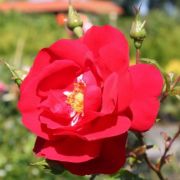  Rosa Tradition 95  cserepes rzsa