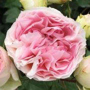  Rosa Sophia Romantica  cserepes rzsa