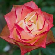  Rosa Origami  cserepes rzsa