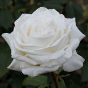  Rosa Metropolitan  cserepes rzsa