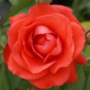  Rosa Orange Sensation  cserepes rzsa