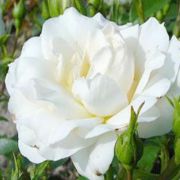  Rosa Carte Blanche cserepes rzsa