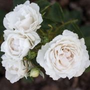  Rosa Creme Chantilly cserepes rzsa