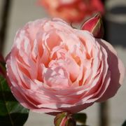  Rosa Lilo  cserepes rzsa