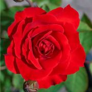  Rosa Dame de Coeur cserepes rzsa