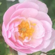  Rosa Little Rambler cserepes rzsa