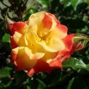  Rosa Firebird  cserepes rzsa