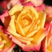  Rosa Little Sunset  cserepes rzsa