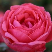 Rosa Gartenprinzessin Marie-Jos  cserepes rzsa