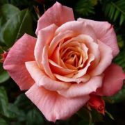  Rosa Nice Day cserepes rzsa