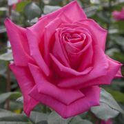  Rosa Lolita Lempicka  Gpt. cserepes rzsa