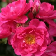  Rosa Neon  cserepes rzsa