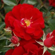  Rosa Brillant Korsar  cserepes rzsa