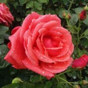  Rosa Allgresse cserepes rzsa