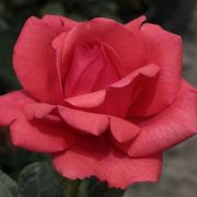  Rosa Amica cserepes rzsa