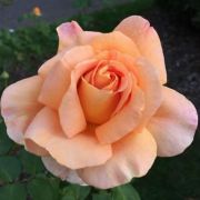  Rosa Apricot Silk cserepes rzsa