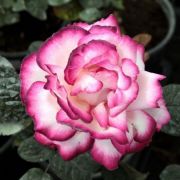  Rosa Atlas cserepes rzsa