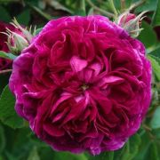  Rosa Charles de Mills cserepes rzsa