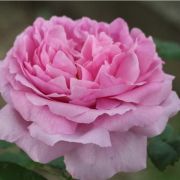  Rosa Comte de Chambord cserepes rzsa