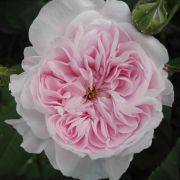  Rosa Fantin-Latour cserepes rzsa