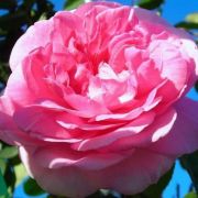  Rosa Ausbord cserepes rzsa