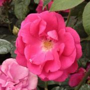  Rosa Lafayette cserepes rzsa
