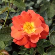  Rosa Lydia® cserepes rózsa (azonnal szállítható)