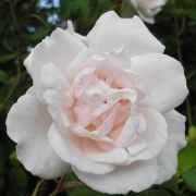  Rosa cserepes rzsa