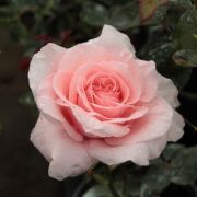  Rosa Marcsika cserepes rózsa (azonnal szállítható)